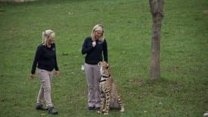 Run Cheetah Run