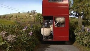 Sheep on the Loose