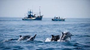 Ocean of Giants