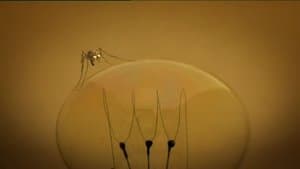 The Mosquito