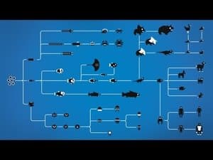 How Evolution Works