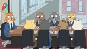 Cat Staff Meeting