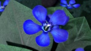 Dragon Flower