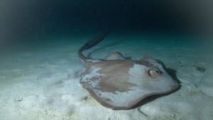 Sharks After Dark