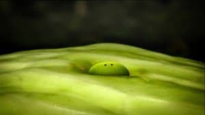 Lettuce