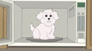 What Happens if You Feed a Dog Chocolate While He Wears a Tin Foil Hat in the Microwave