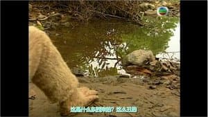 The Stone Monkey Breaks Free from the Rock