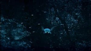 A Bee's Night Out
