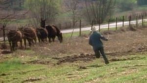 Four Mules